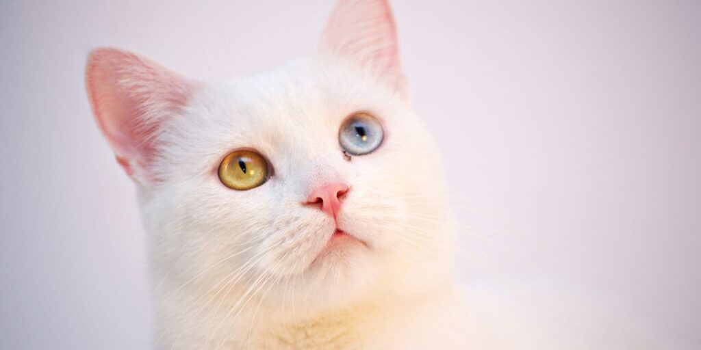 Risarcimento danni causati da animali domestici