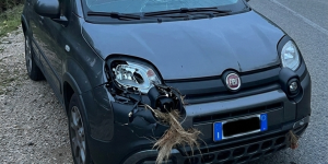 Risarcimento danni da incidente con fauna selvatica?